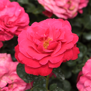 Floribunda ruže - Ruža - Dauphine™ - 
